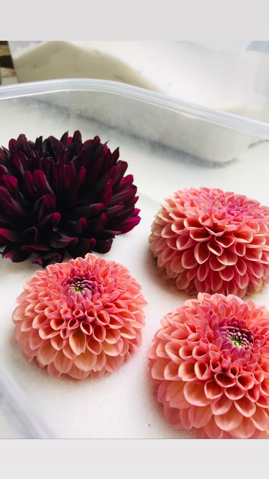 Cómo utilizar Gel de Sílice para Secar Flores