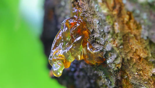 ¿Qué son las Resinas Naturales?